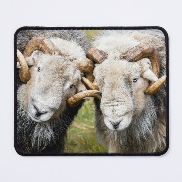 Item preview, Two Herdwick Rams Locking Horns designed and sold by Jane Stanley Photography.