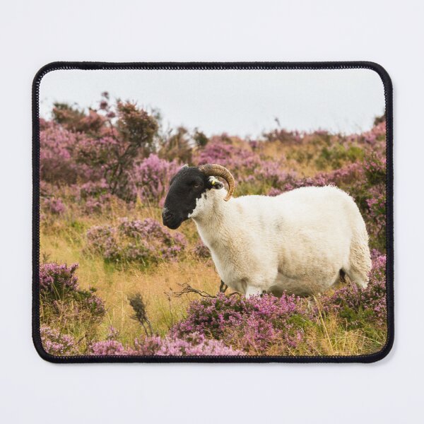 Item preview, Swaledale Ewe in Heather designed and sold by Jane Stanley Photography.