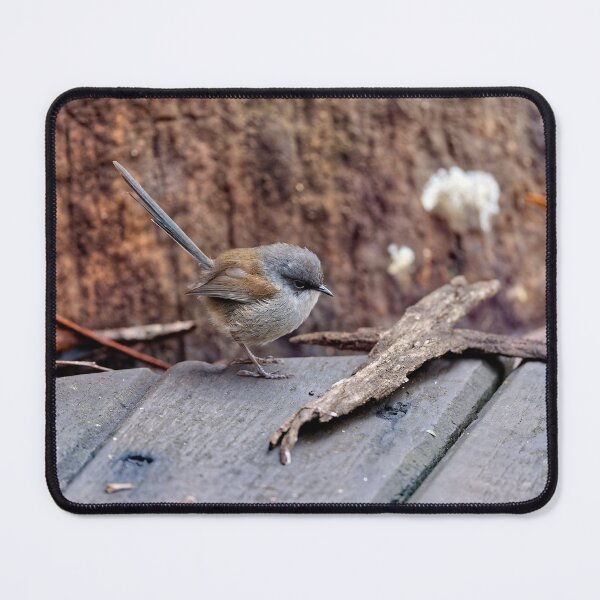 Item preview, Lonely Red-winged fairywren female looking for food designed and sold by hendrikspix.