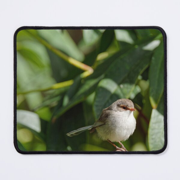 Item preview, Red-winged fairywren female on a branch designed and sold by hendrikspix.