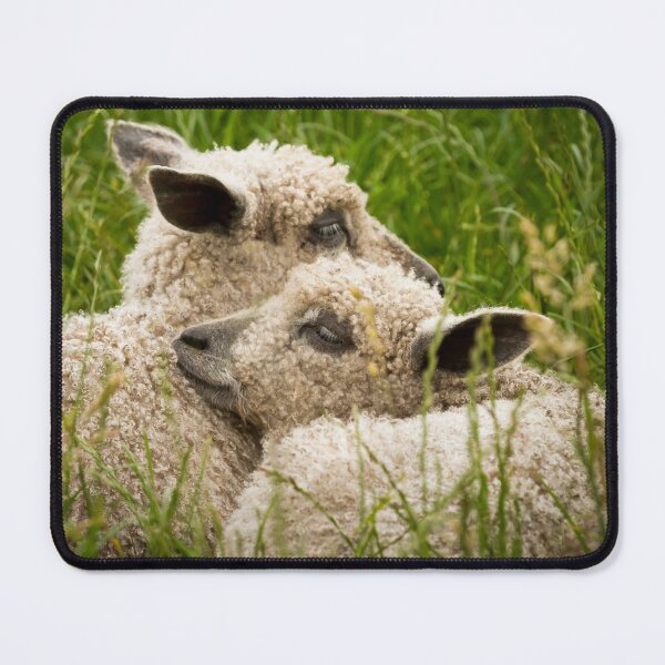 Item preview, Twin Wensleydale Sheep Lambs designed and sold by Jane Stanley Photography.