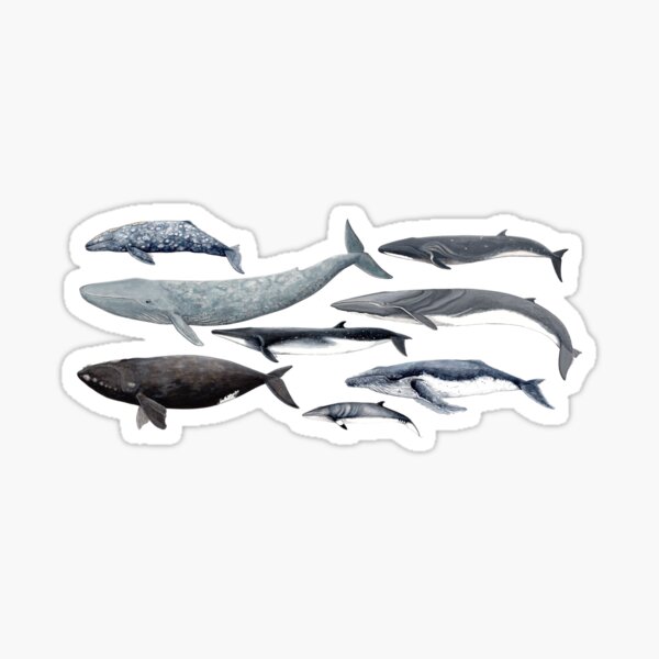 Item preview, Whales and right whale designed and sold by chloeyzoard.