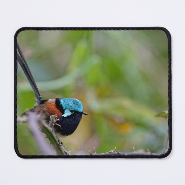 Item preview, Beautiful Red-winged fairywren male in a thorny bush designed and sold by hendrikspix.