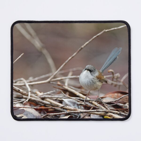 Item preview, Beautiful Red-winged fairywren female designed and sold by hendrikspix.