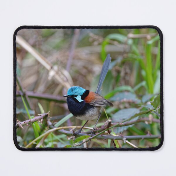 Item preview, Beautiful Red-winged fairywren male in a thorny bush designed and sold by hendrikspix.
