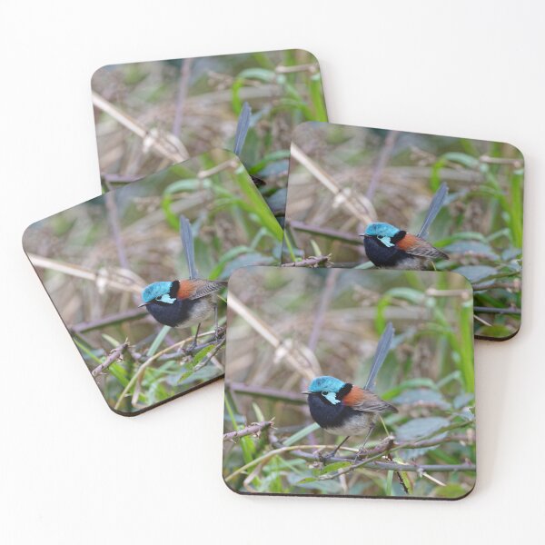 Item preview, Beautiful Red-winged fairywren male in a thorny bush designed and sold by hendrikspix.