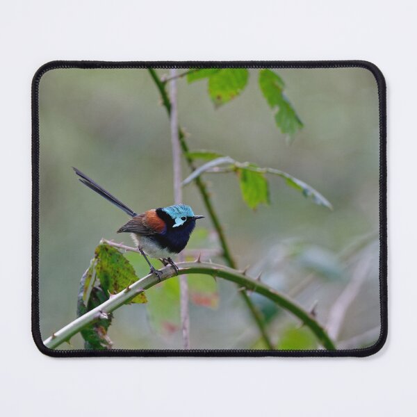 Item preview, Beautiful Red-winged fairywren male on a thorny branch designed and sold by hendrikspix.