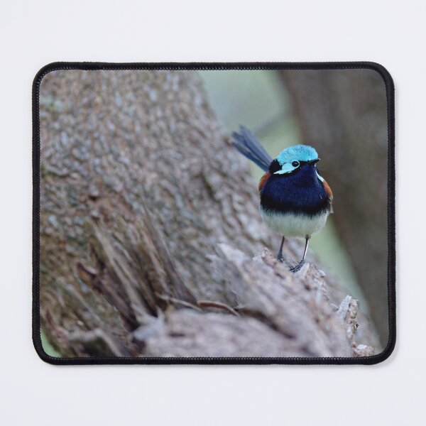 Item preview, Wild red-winged fairywren male  designed and sold by hendrikspix.