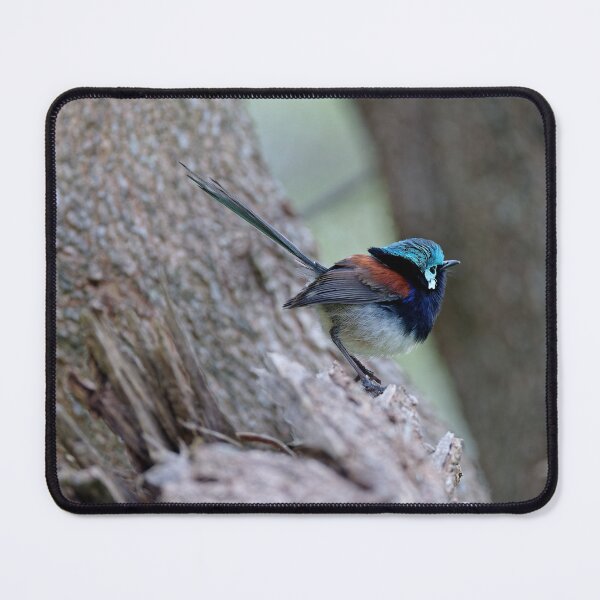 Item preview, Wild red-winged fairywren male designed and sold by hendrikspix.