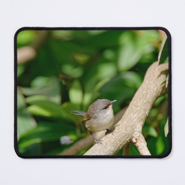 Item preview, Wild red-winged fairywren female designed and sold by hendrikspix.