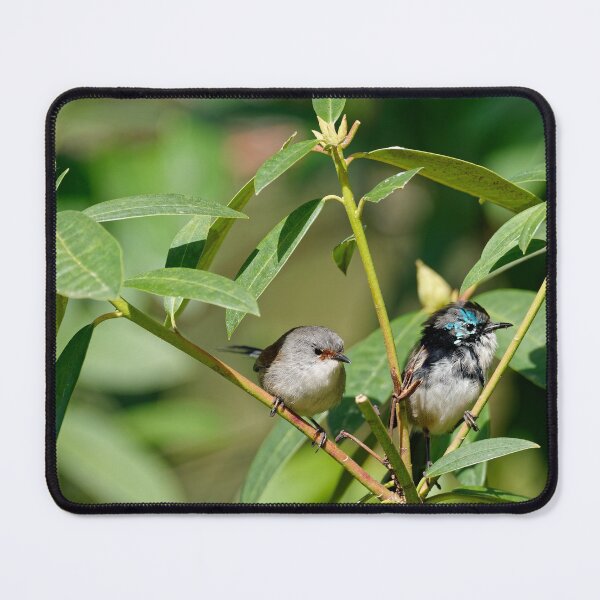 Item preview, Young and wild pair of red-winged fairywrens designed and sold by hendrikspix.