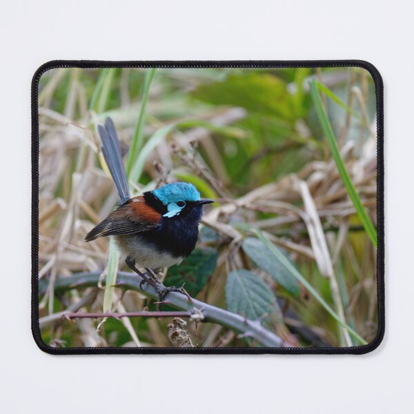Item preview, Super colourfull red-winged fairywren male designed and sold by hendrikspix.