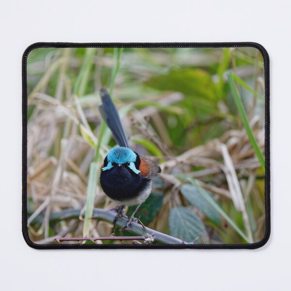 Item preview, Super colorfull red-winged fairywren male designed and sold by hendrikspix.