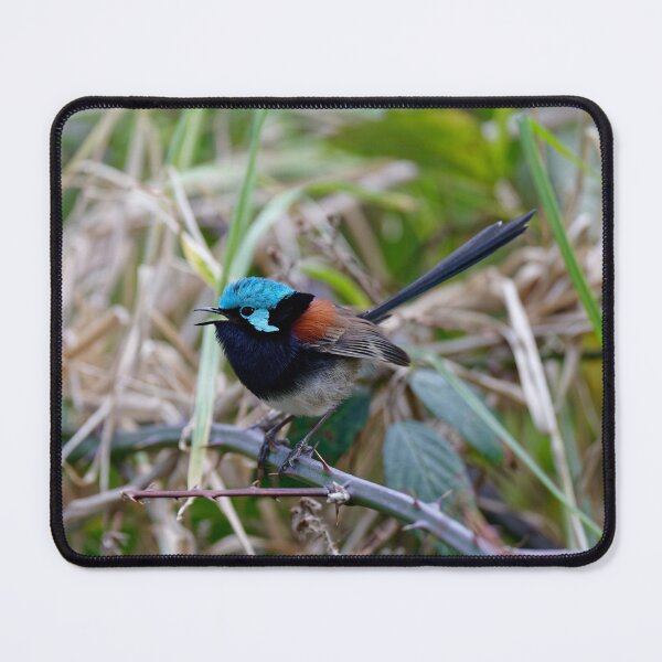 Item preview, Super colorfull red-winged fairywren male designed and sold by hendrikspix.