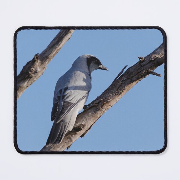Item preview, Cuckooshrike native bird in the wild designed and sold by hendrikspix.