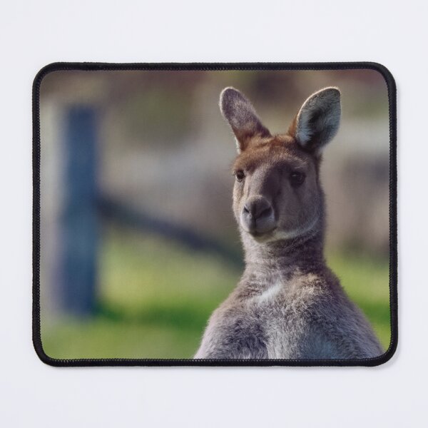 Artikelvorschau, Männliches australisches Känguru entworfen und verkauft von hendrikspix.