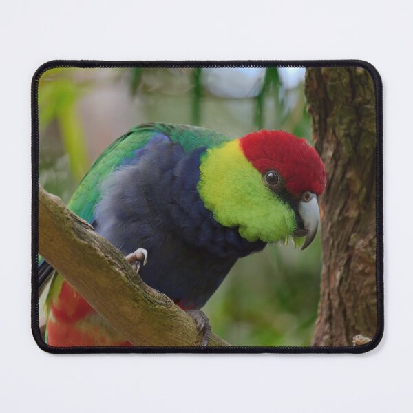 Item preview, Red Capped Parrot  designed and sold by hendrikspix.