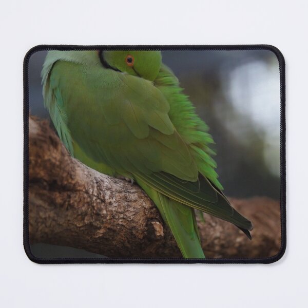 Item preview, Sleeping rose-ringed parakeet designed and sold by hendrikspix.