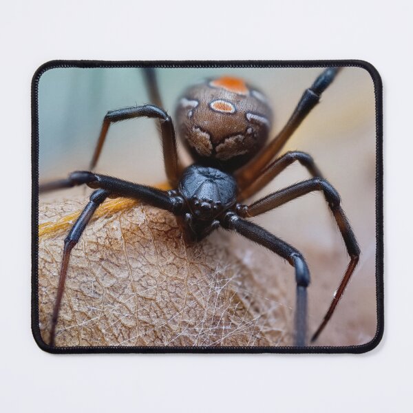 Item preview, Latrodectus Hasselti Black spider extreme closeup designed and sold by hendrikspix.