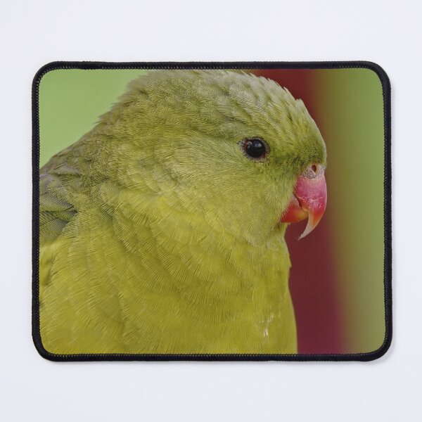 Item preview, Detailed Regent parrot close up  designed and sold by hendrikspix.