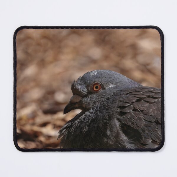 Item preview, Rock dove lying down on the ground close up designed and sold by hendrikspix.
