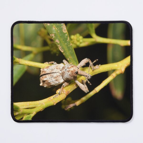 Item preview, Weevil beetle on a tree twig macro photo designed and sold by hendrikspix.