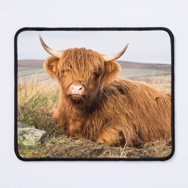Item preview, Young Highland Cow designed and sold by Jane Stanley Photography.