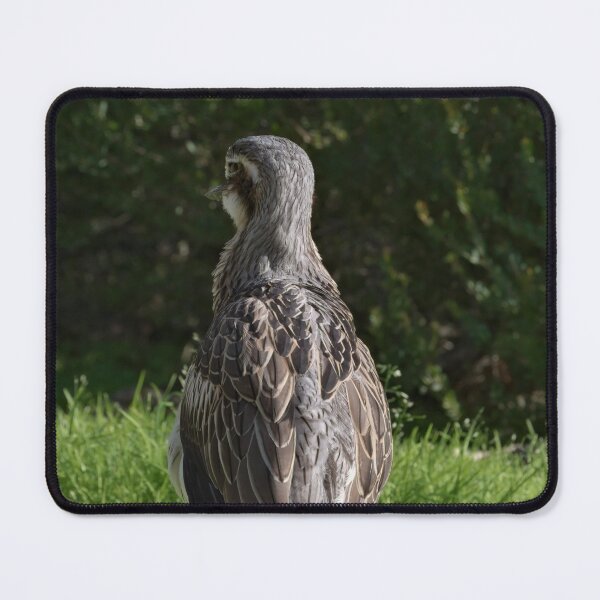 Item preview, Beautiful photo of a bush stone-curlew designed and sold by hendrikspix.