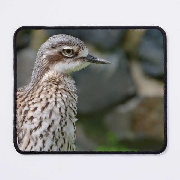 Item preview, Beautiful photo of a bush stone-curlew designed and sold by hendrikspix.