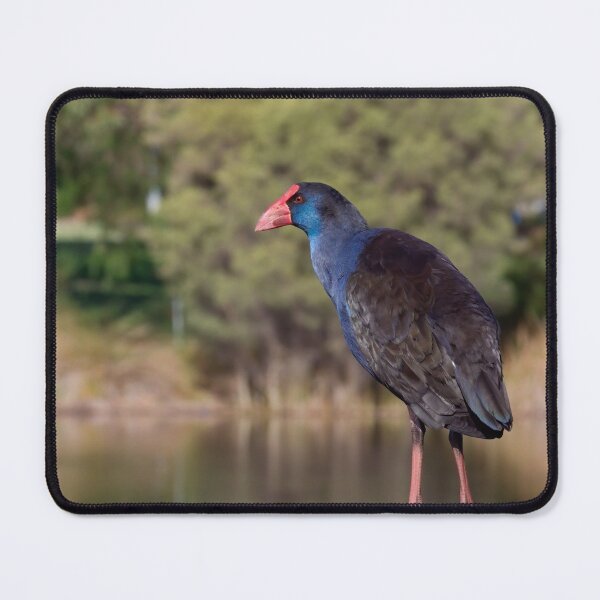Artikelvorschau, Detaillierte australische lila Swamphen Nahaufnahme auf Steg entworfen und verkauft von hendrikspix.