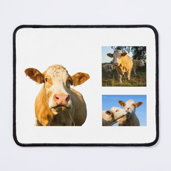 Item preview, Simmental Cow Collection designed and sold by Jane Stanley Photography.