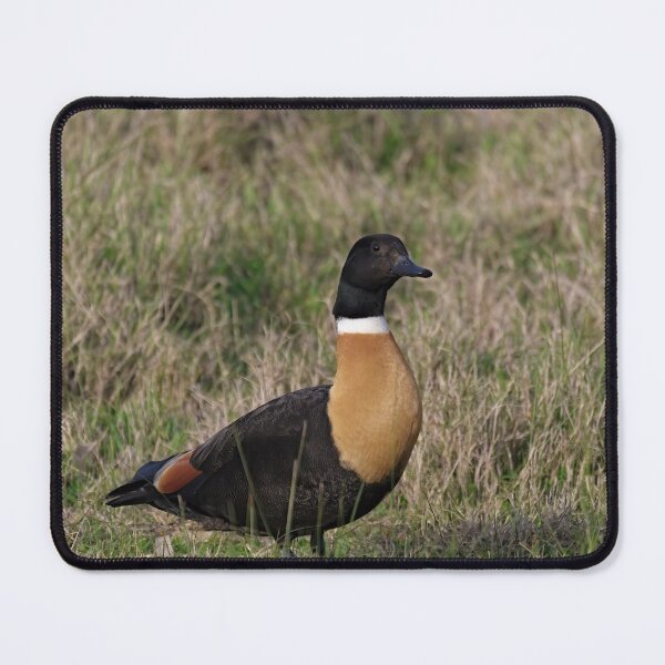 Item preview, Australian Shelduck in the field designed and sold by hendrikspix.