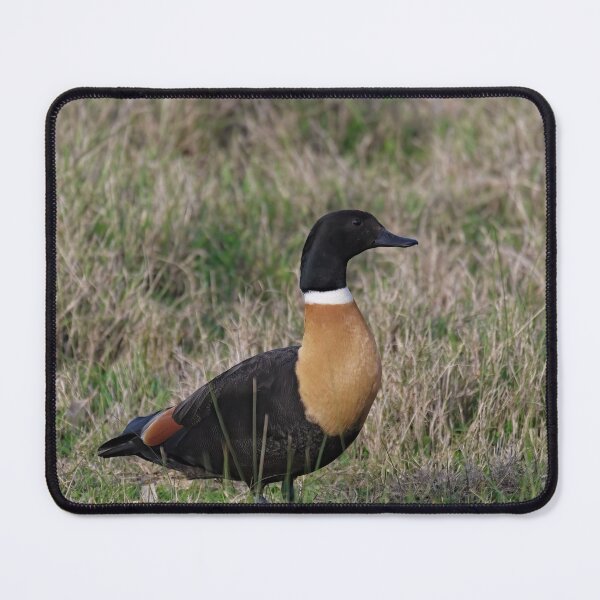 Item preview, Australian Shelduck in the field designed and sold by hendrikspix.