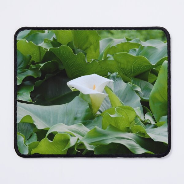 Item preview, Beautiful Calla lily flower  designed and sold by hendrikspix.