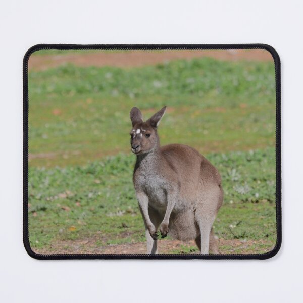 Artikelvorschau, Kleines australisches Känguru in einer Wiese entworfen und verkauft von hendrikspix.