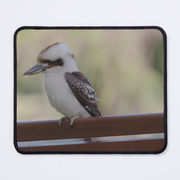 Item preview, Kookaburra sitting on a wooden bench in the late evening designed and sold by hendrikspix.