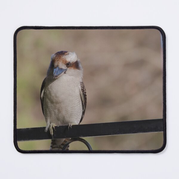 Item preview, Kookaburra sitting on a fence photo in the late evening designed and sold by hendrikspix.