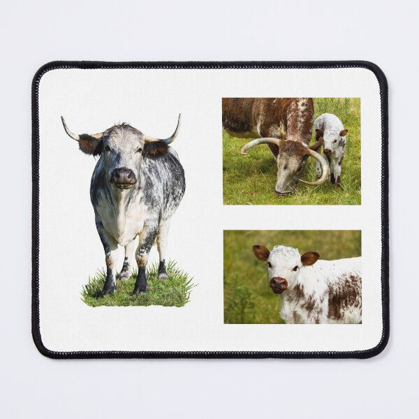 Item preview, British Longhorn Cow Collection designed and sold by Jane Stanley Photography.