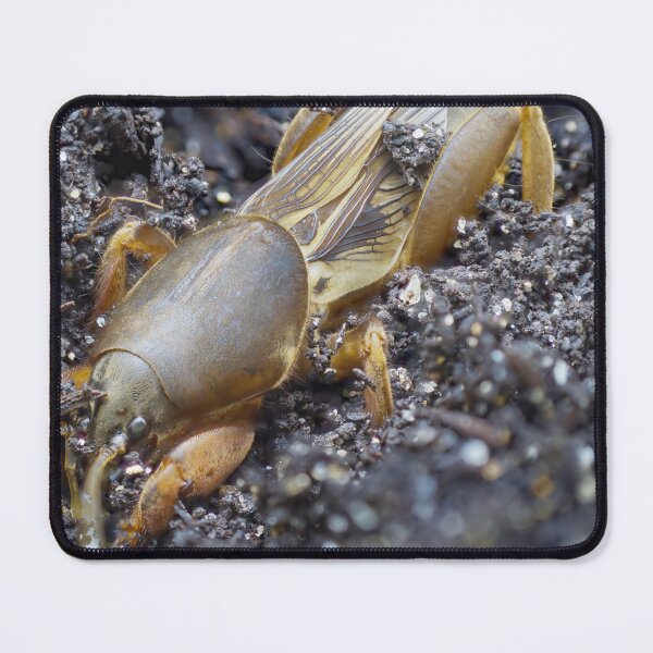 Item preview, Very detailed macro photo of a mole cricket digging in the ground designed and sold by hendrikspix.