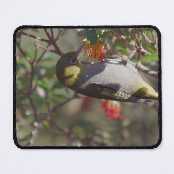 Item preview, Native West Australian bird called the Silvereye feeding on nectar designed and sold by hendrikspix.