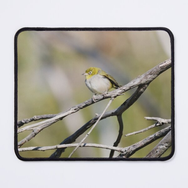 Item preview, Native West Australian bird called Silvereye on a branch designed and sold by hendrikspix.
