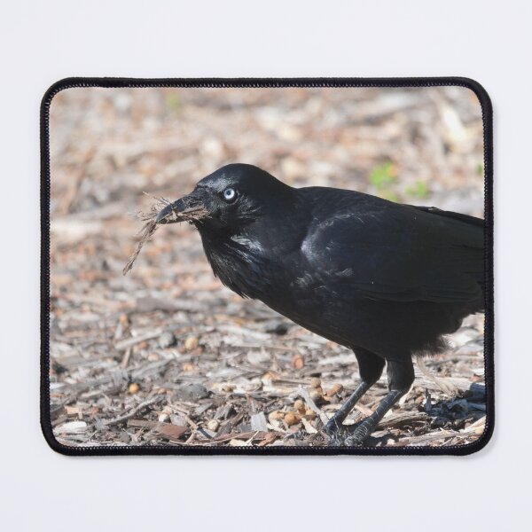 Item preview, Australian Raven getting sticks for its nest designed and sold by hendrikspix.