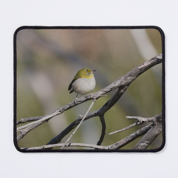 Item preview, Native West Australian bird called Silvereye on a branch designed and sold by hendrikspix.