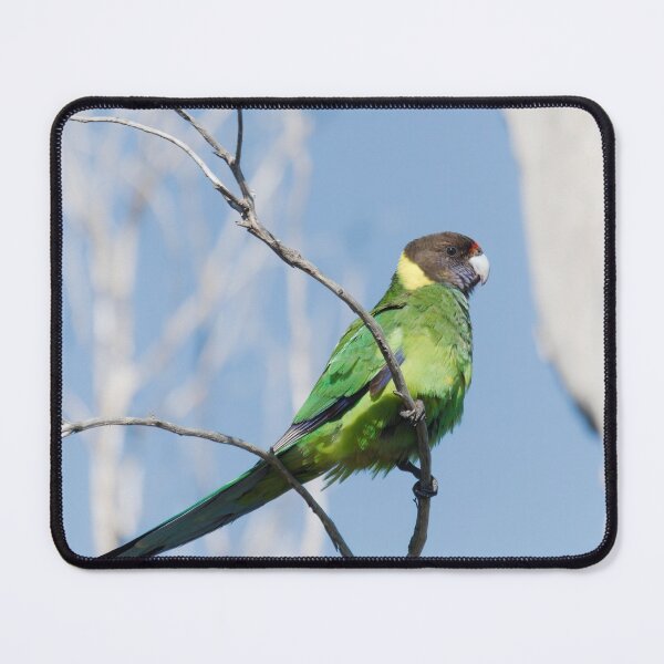 Item preview, Wild Australian Ringneck in a tree designed and sold by hendrikspix.