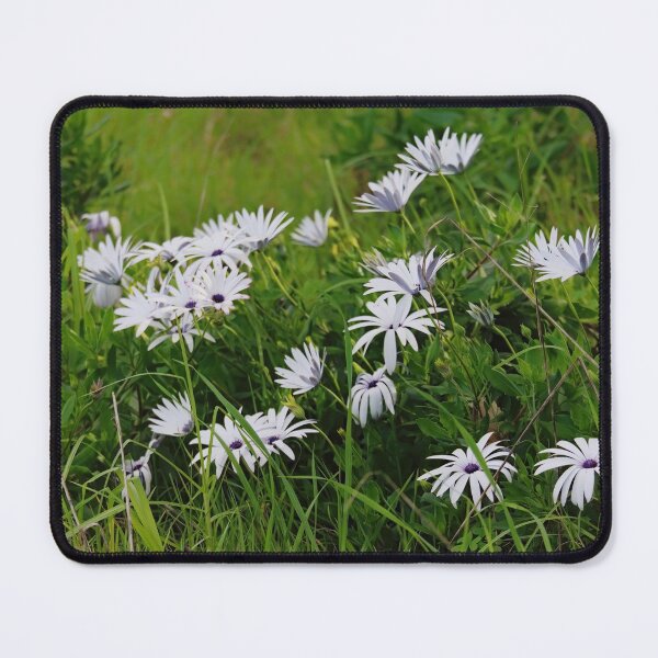 Item preview, White Osteospermum flowers designed and sold by hendrikspix.