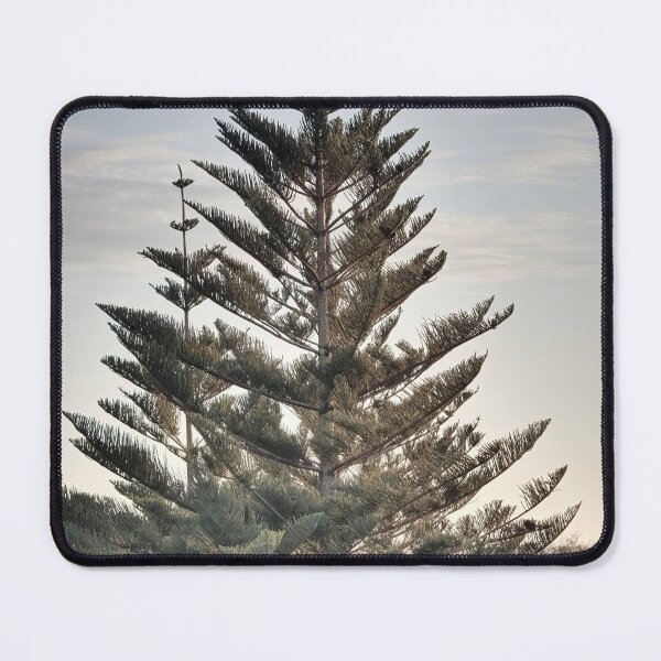 Item preview, Norfolk Island Pine trees in sunset designed and sold by hendrikspix.