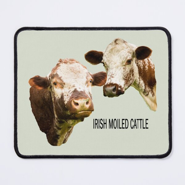 Item preview, Irish Moiled Bull and Cow Portrait with text designed and sold by Jane Stanley Photography.