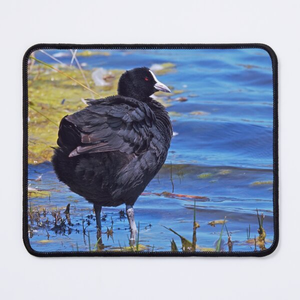 Item preview, Australian Eurasian coot bird happy in a lake designed and sold by hendrikspix.