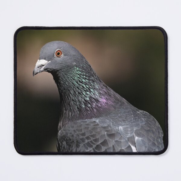 Item preview, Very detailed high quality rock dove close up designed and sold by hendrikspix.