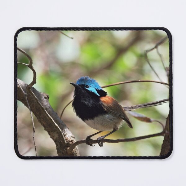 Item preview, Beautiful male Red-winged fairywren closeup designed and sold by hendrikspix.